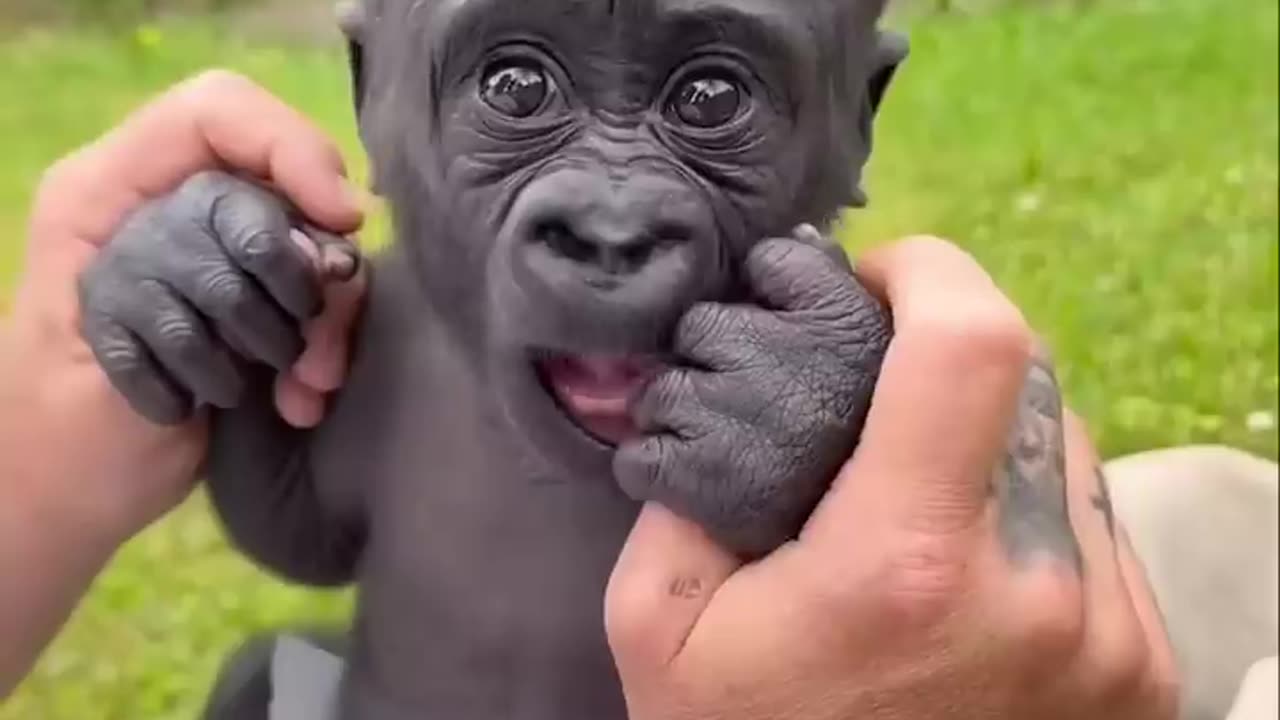 Baby Gorilla 🦍