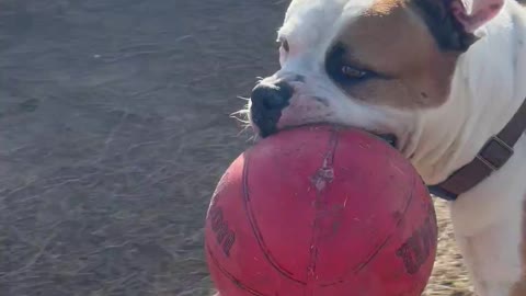 American Bulldog w/ Basketball in his mouth