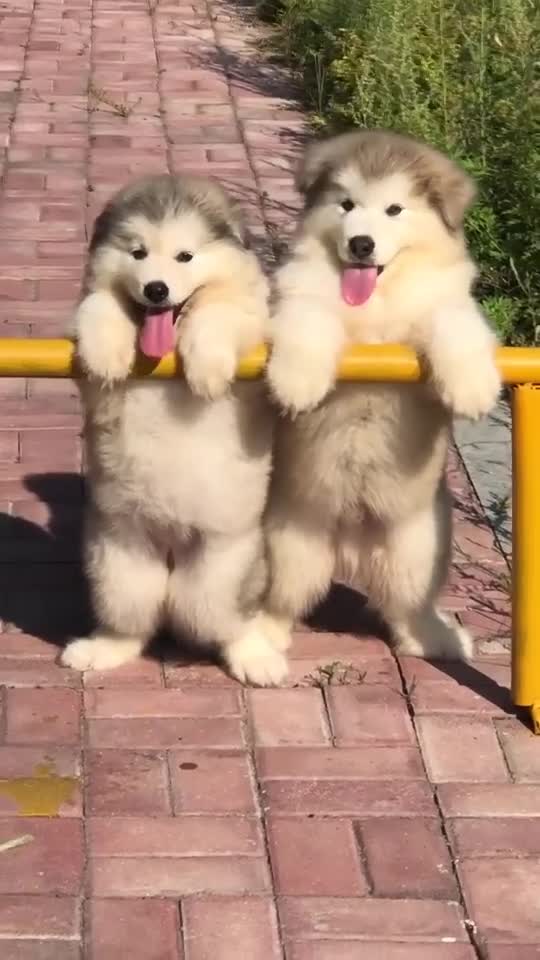 Very cute dogs