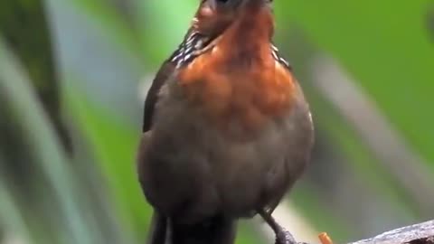 This is a type of wren that lives in the Amazon