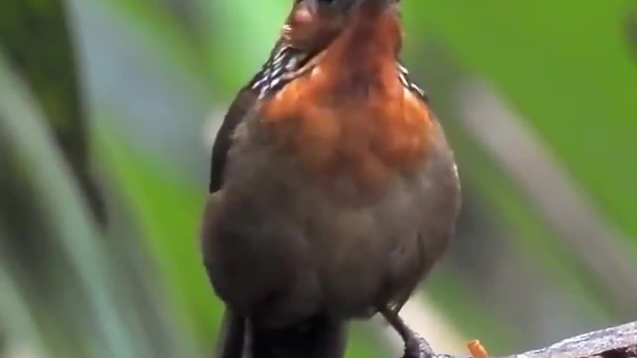 This is a type of wren that lives in the Amazon