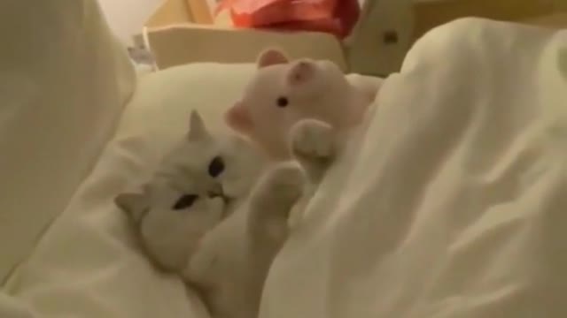 Funny cats