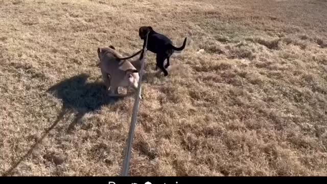Petcation Stella n Porter