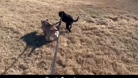 Petcation Stella n Porter
