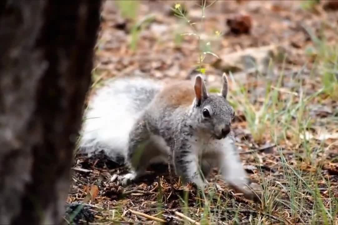 Cute Animals Relaxing