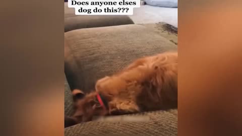 Funny Animal Videos 2023 - Funniest Dogs and Cats Videos