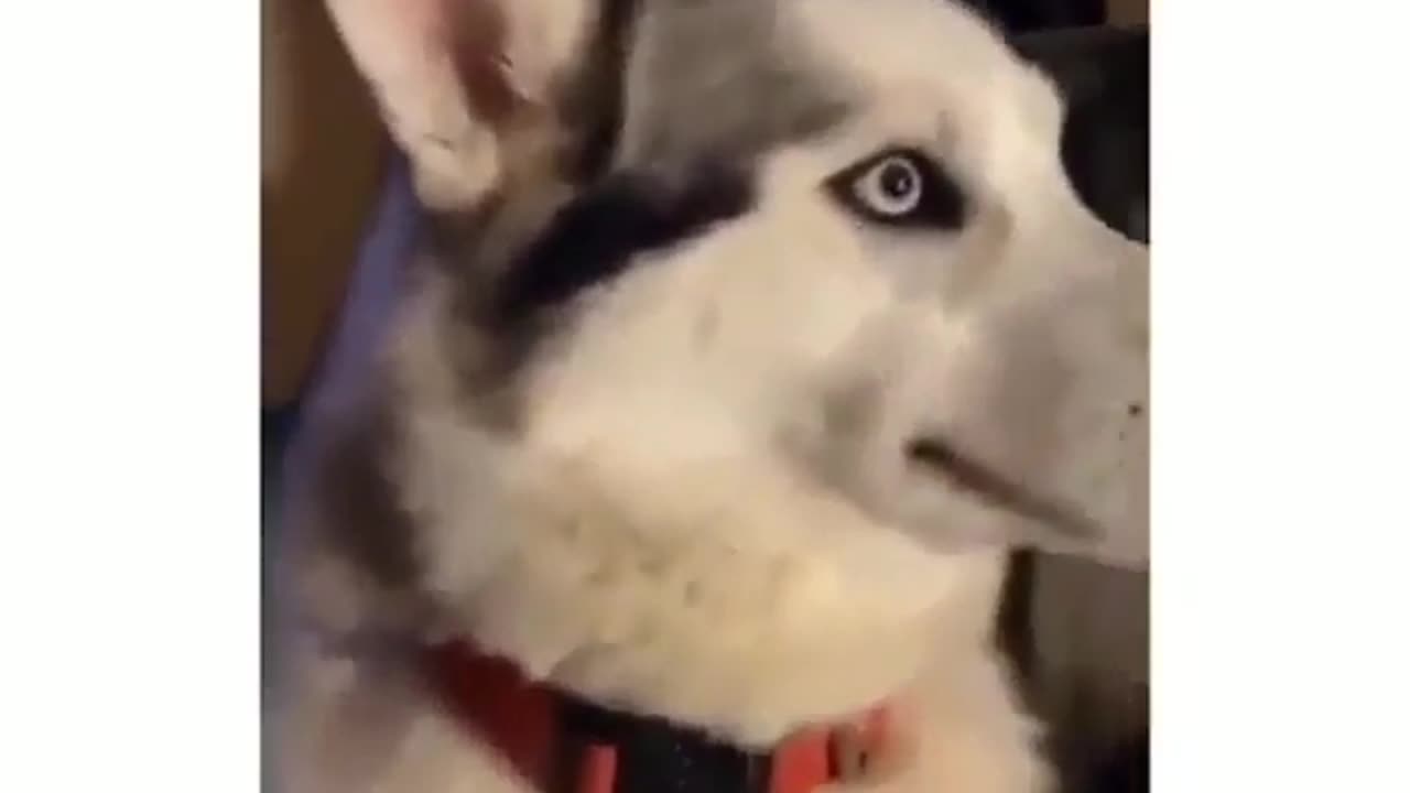 Call the lawyer funny husky dog video make your day