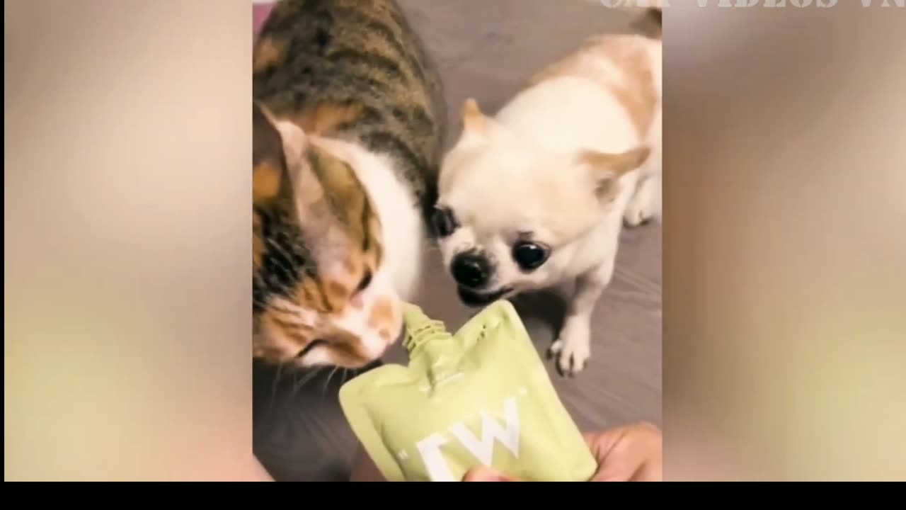 Top Funniest Animal Videos | Funniest Animal Video | Funniest Cats and Dogs