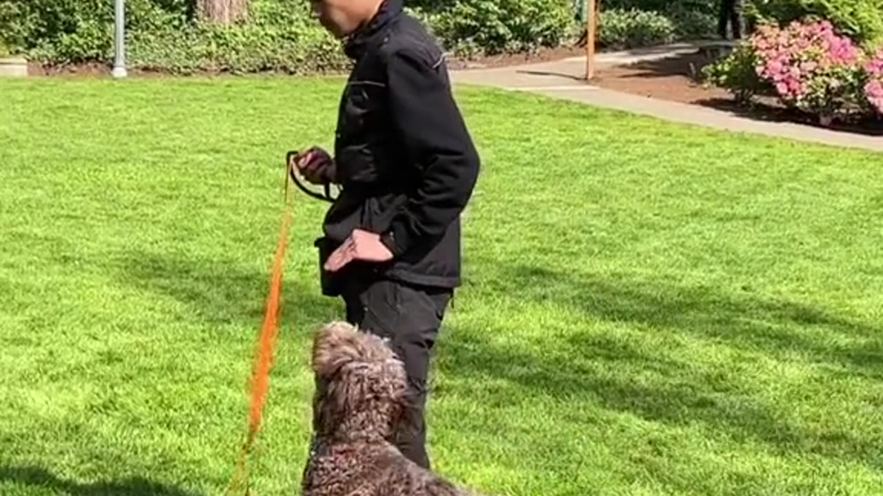 Dog Training Advice: Train a Perfect "Heel"