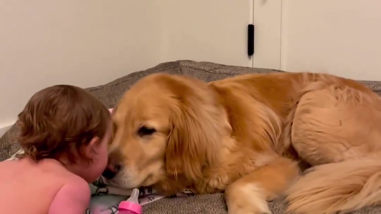 Dog video