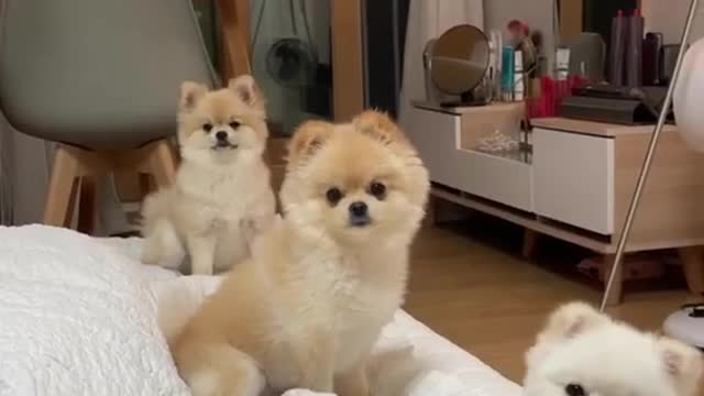 3 cute lovely dods trending