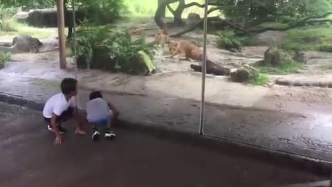 Unexpected animals attacks