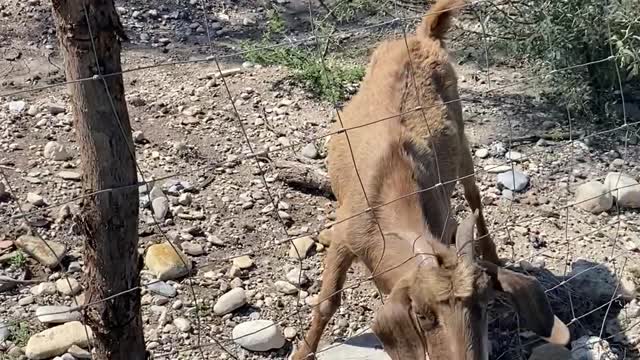 Saving a Goat with Horns Stuck in a Fence