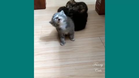 Cat Funny 😂