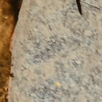 Some water striders on a stone / Water striders by a river.