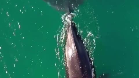 -Creature Kingdom - Giants of the Deep Exploring the World of Blue Whales