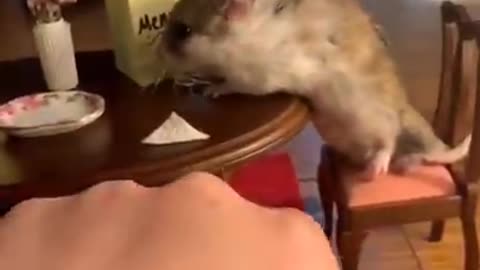 "Hilarious Cats and Dogs Compilation: Cutest Moments Caught on Camera"#4