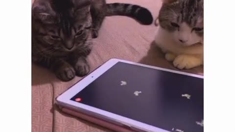 Funny kids video