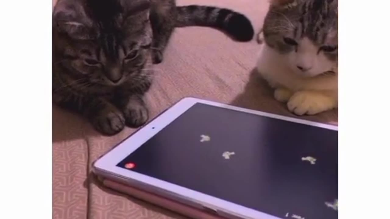 Funny kids video