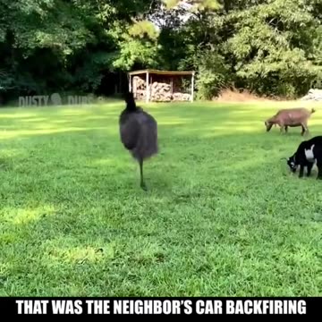 They are coming for the eggs !!!