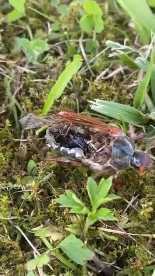 Como esse incento ainda ssta. Vivo?