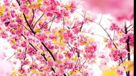 Beautiful peach blossoms