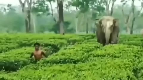 Run Run Elephant Chase
