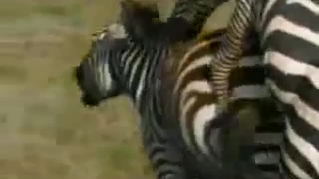 SEX ANIMALS FUNNY VIDEOS