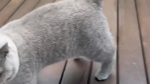 Cute Catty