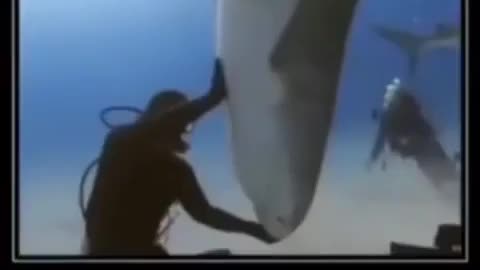 Guy Flips Shark
