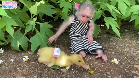 BiBi protects the duckling from a strange duck