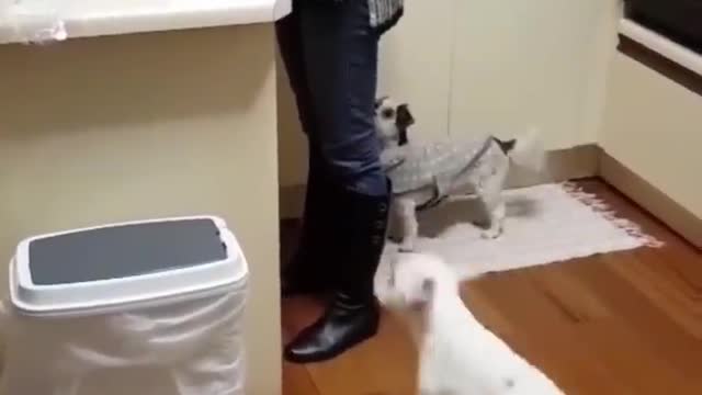 Hilarious Cats and Dogs clips (Part 2)