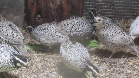 Valley quails (8)