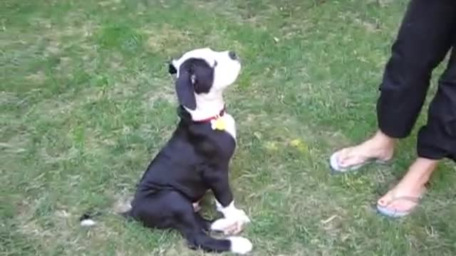 Dog Training: Training Basic Obedience to American Bulldog puppy 2022 American and France