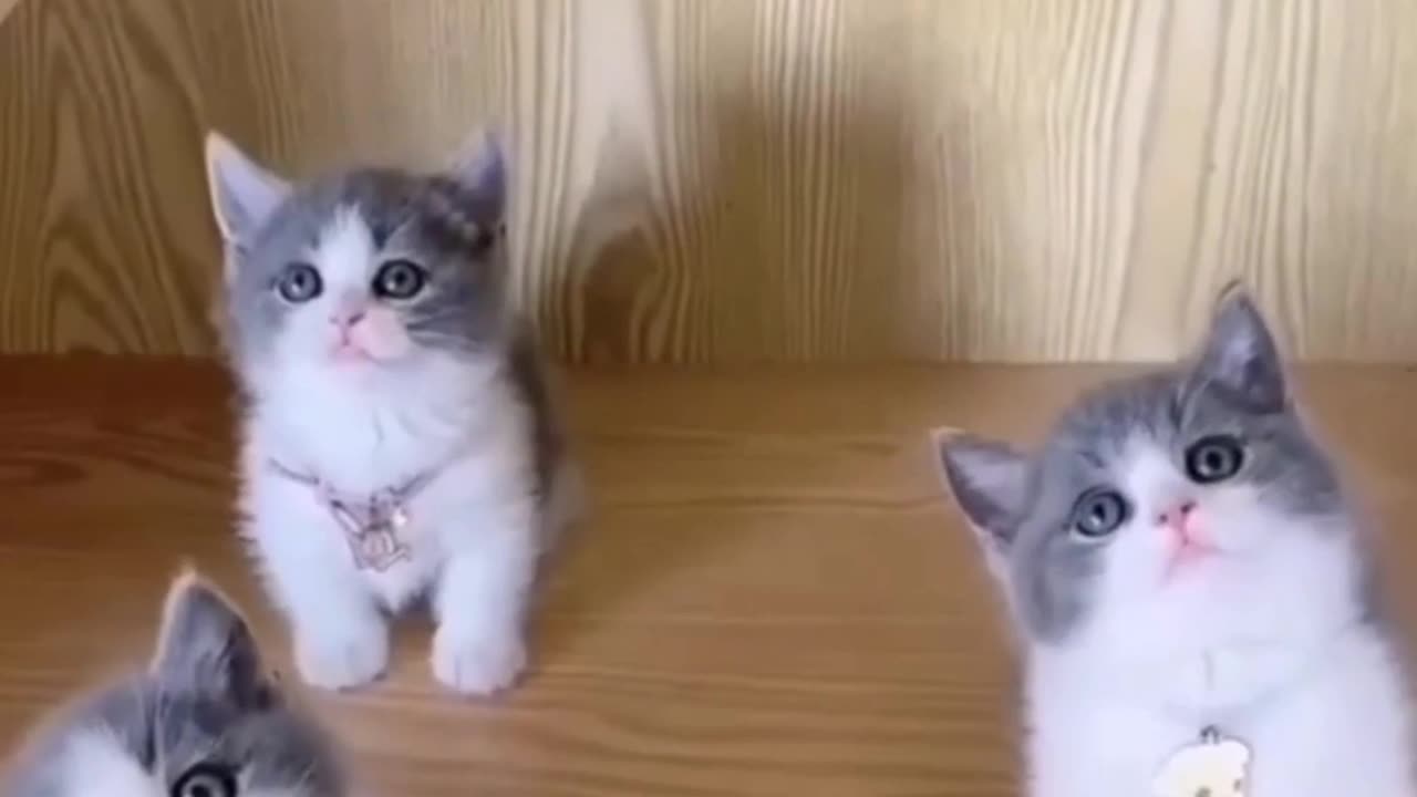 Funny cat don't skip this video t