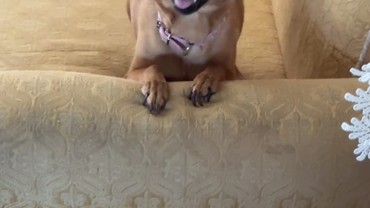 Excited Dog Shows Off Her Pearly Whites