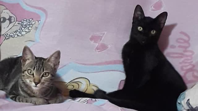 My beautiful cats