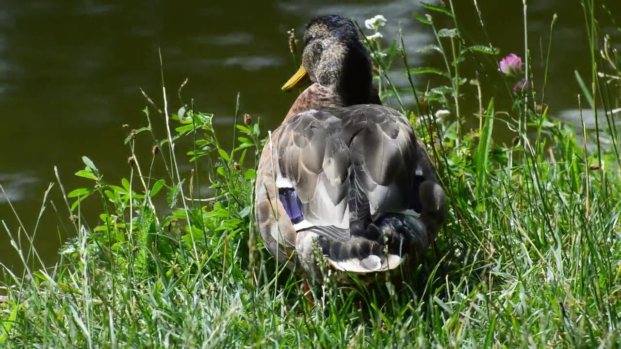 Lazy Duck