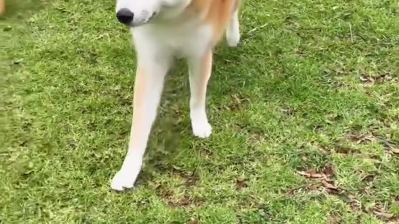 Top 10 Most Dangerous Dog in the World