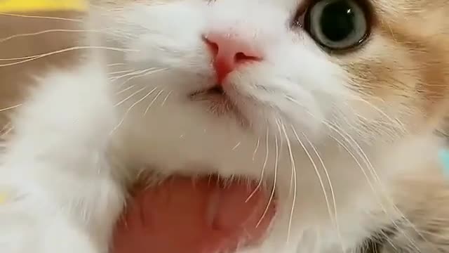 Supper Cute Kittens In The World ♡ॢ₍⸍⸌̣ʷ̣̫⸍̣⸌