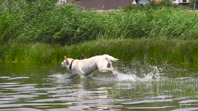 Dog Runs into the Water in Slow