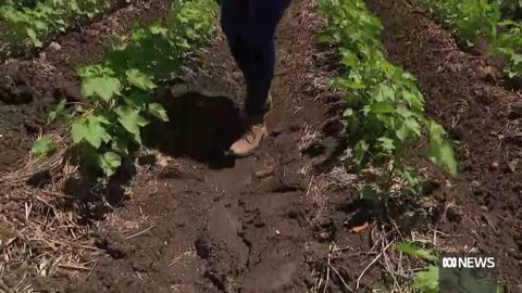 “There’s magic in water”: central Queensland dam reaches highest level in five years | ABC News