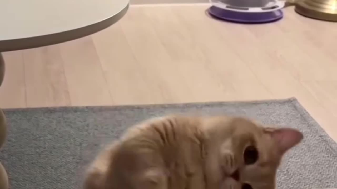 Funny and Cute Cats Videos #166