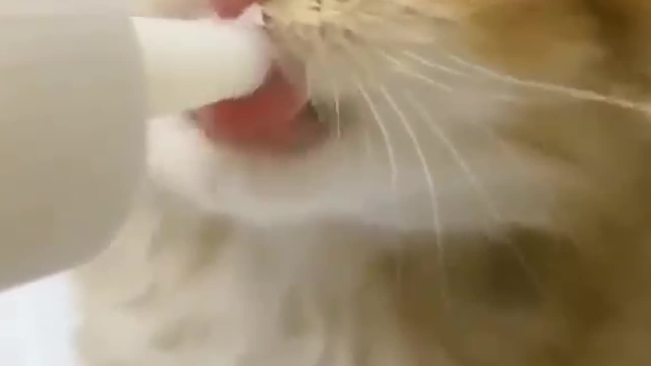 Hungry kitty!!