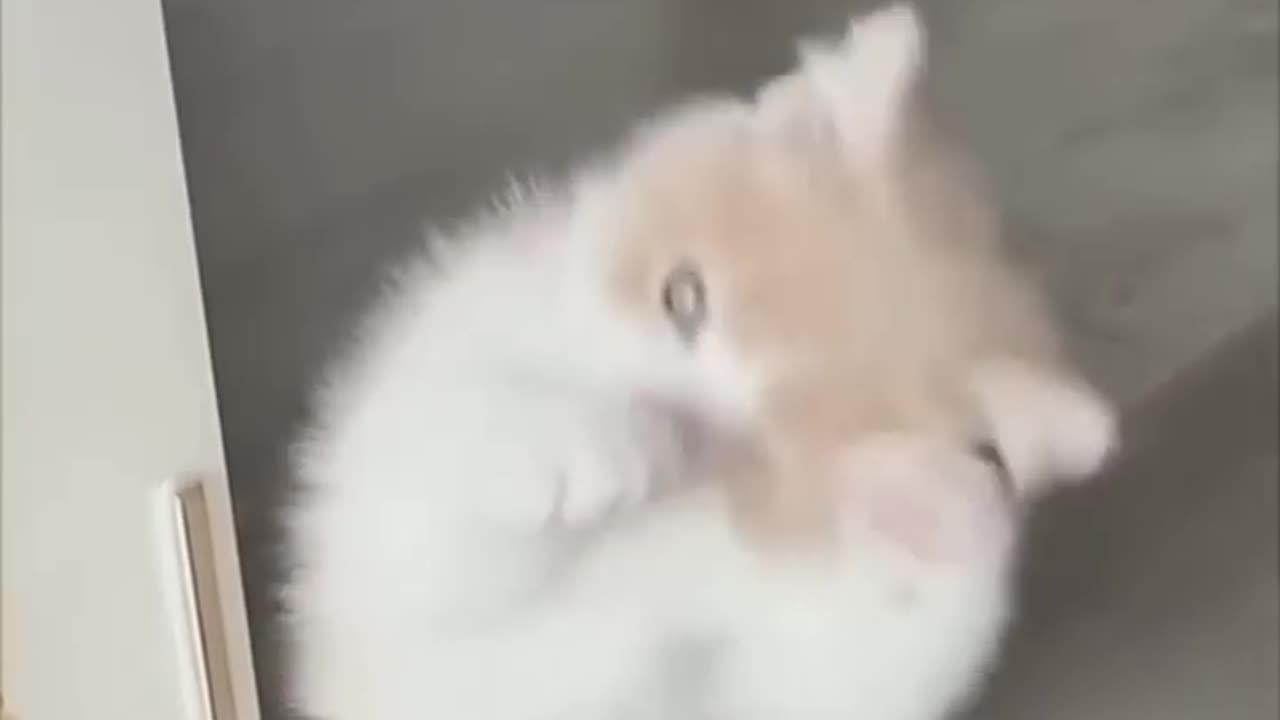 Cute animation