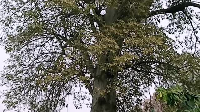 Brave Boy Climbs On a Tree For Save The Life Of Eagle (part 1)