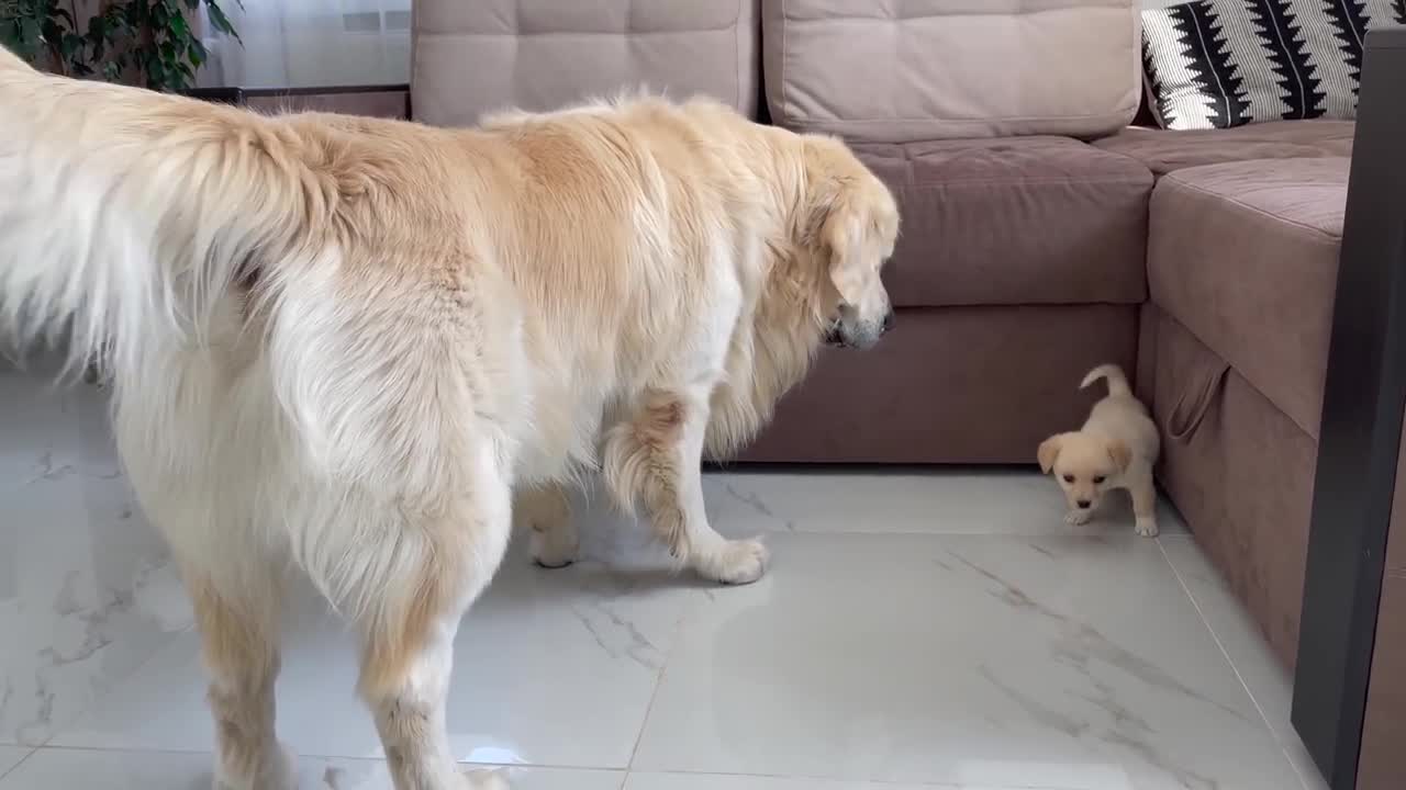 Golden Retriever Meets a Puppy like himself