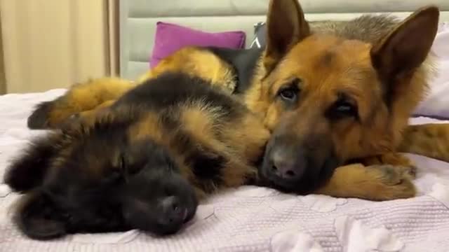 German Shepherd and Puppy falling asleep together for the First Time
