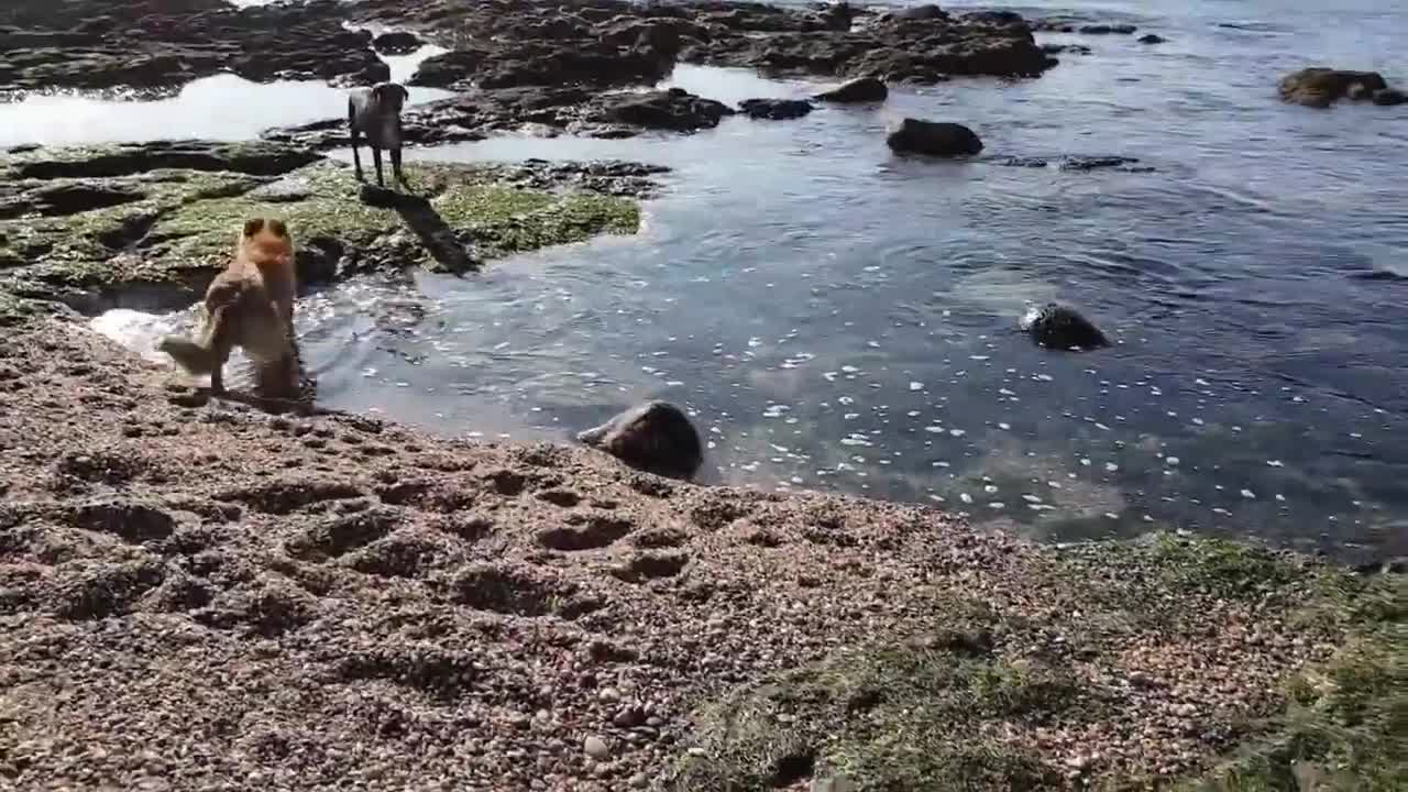 Dogs socializing at the beach off leash interact with humans and other dogs