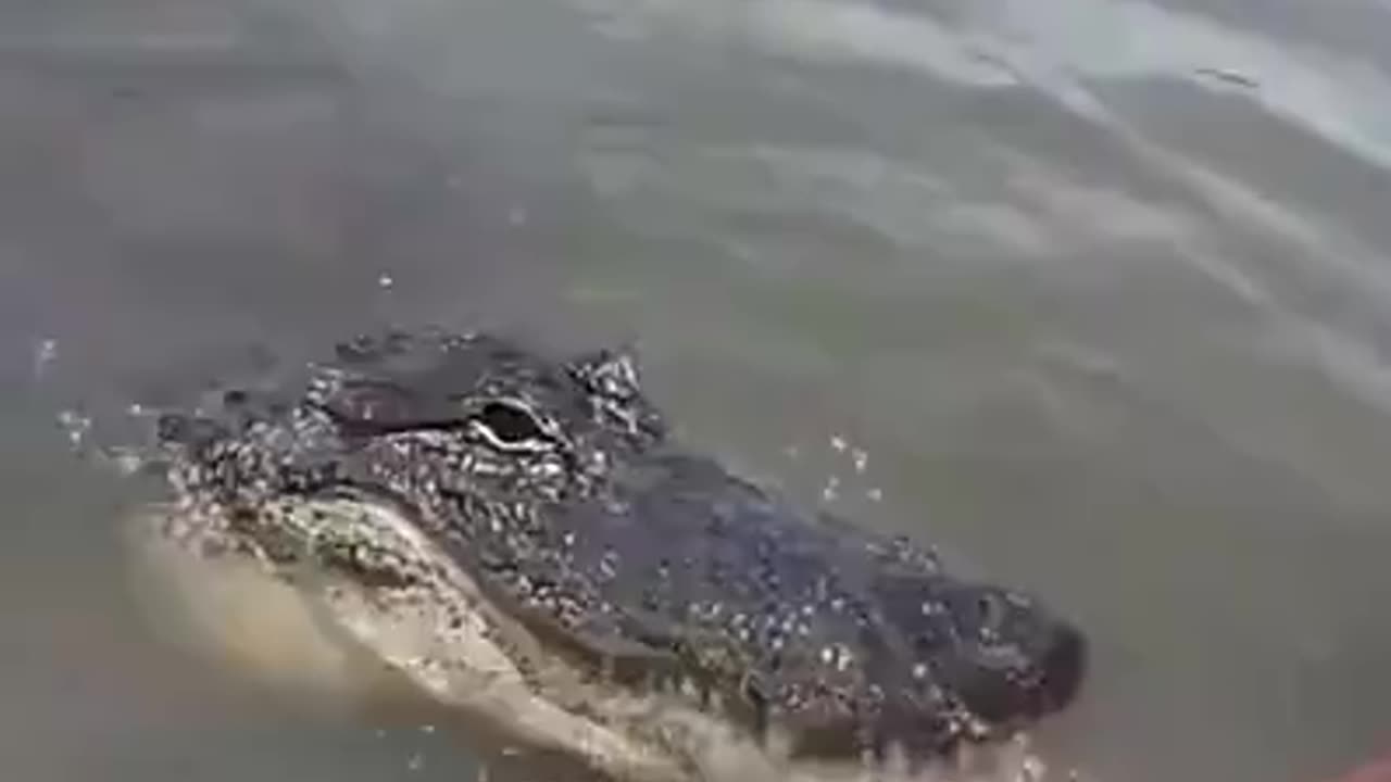 THE CROC WHISPERER